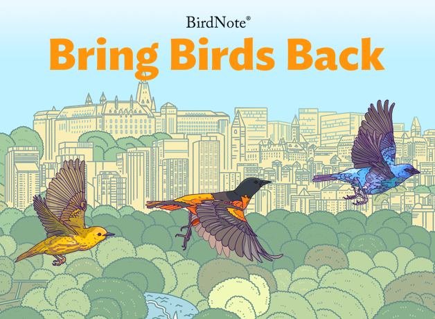 Bring Birds Back cover art