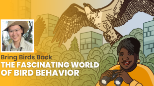 The episode artwork for Bring Birds Back: The Fascinating World of Bird Behavior 