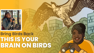 The episode artwork for Bring Birds Back: This is Your Brain on Birds