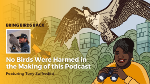 Artwork for episode 3 Bring Birds Back, featuring a photo of Tony Suffredini and an illustration of Tenijah Hamilton