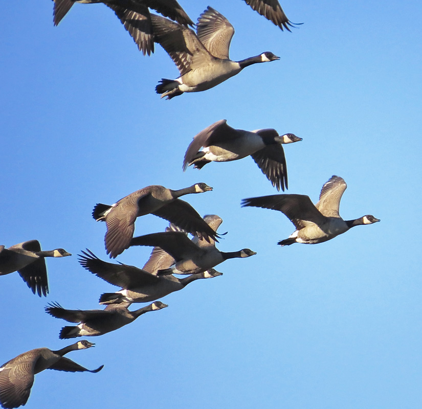 canada geese migrating