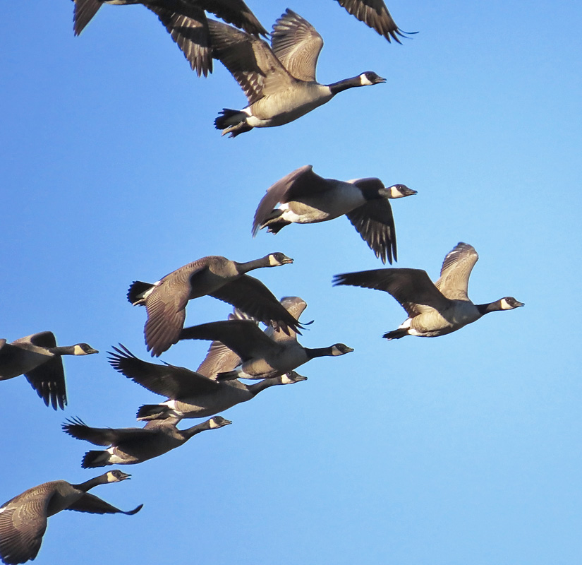 Albums 94  Pictures Formation Of Geese In Flight Sharp