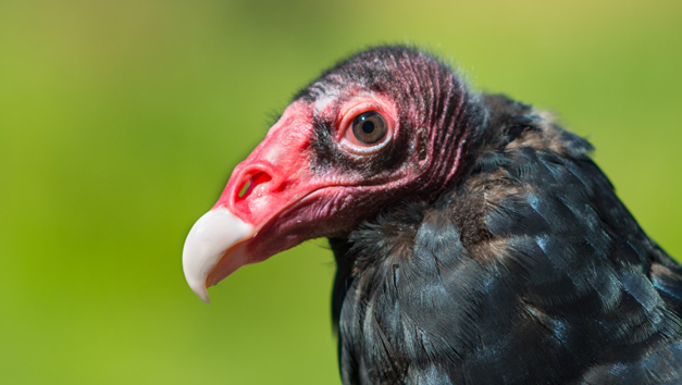 Big Bend National Park: Turkey Vulture
