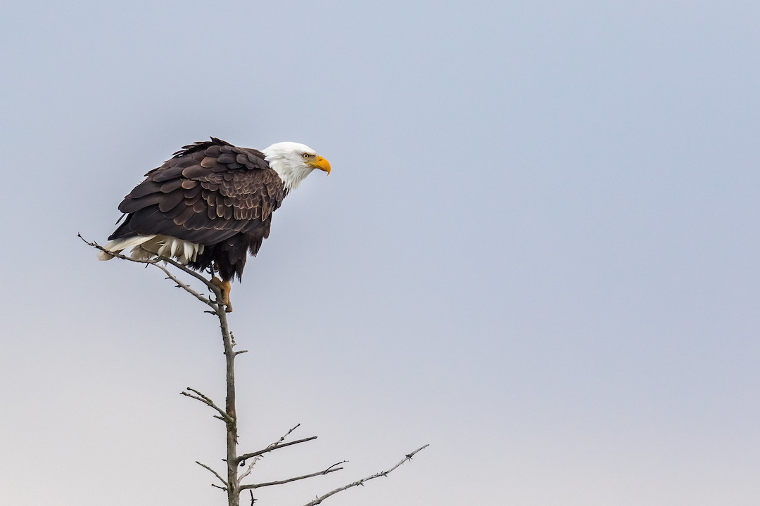 A Bald Eagle looks out