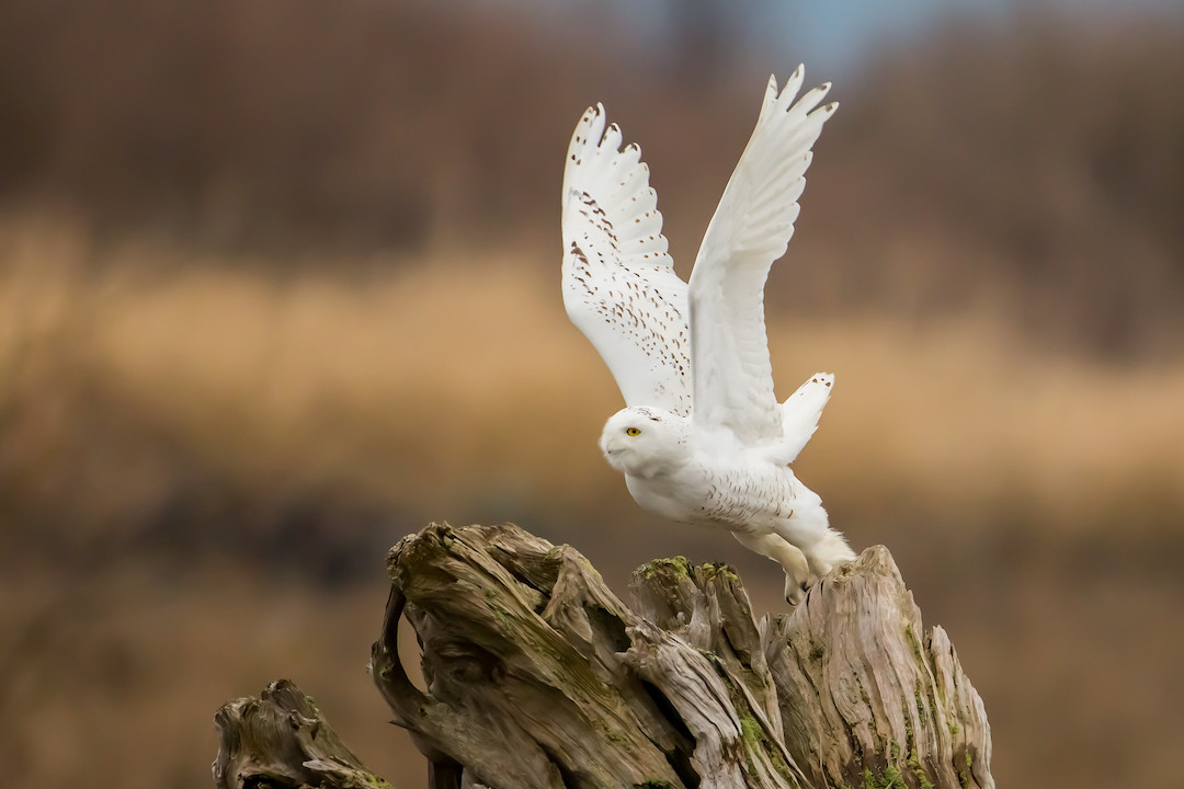 A Snowy Owl flaps its wings