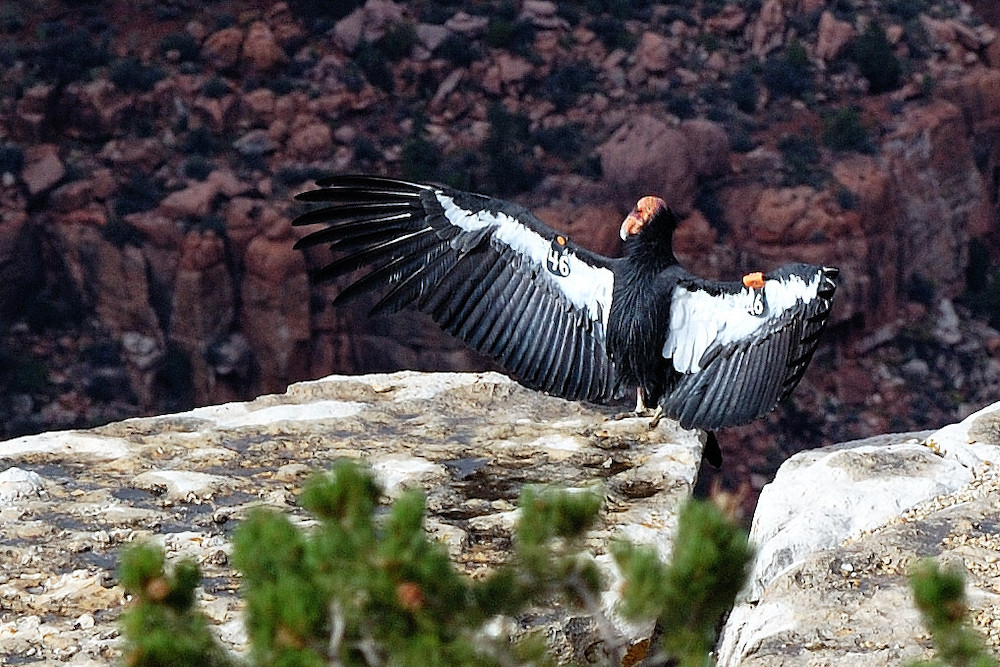 A California Condor
