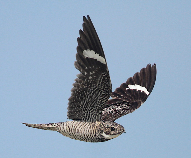 A Common Nighthawk flaps its wings