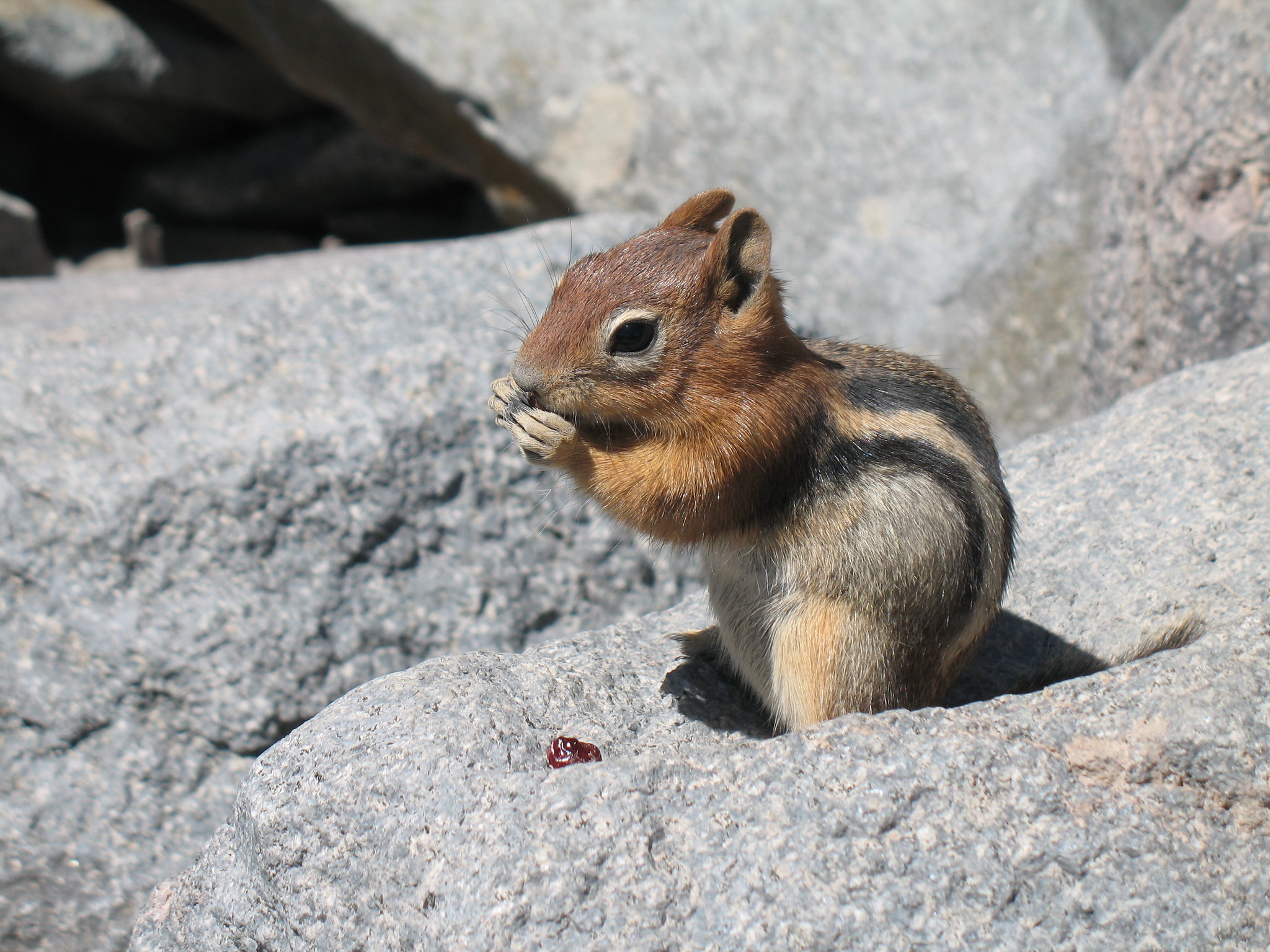 A chipmunk eats, while standing on rocks