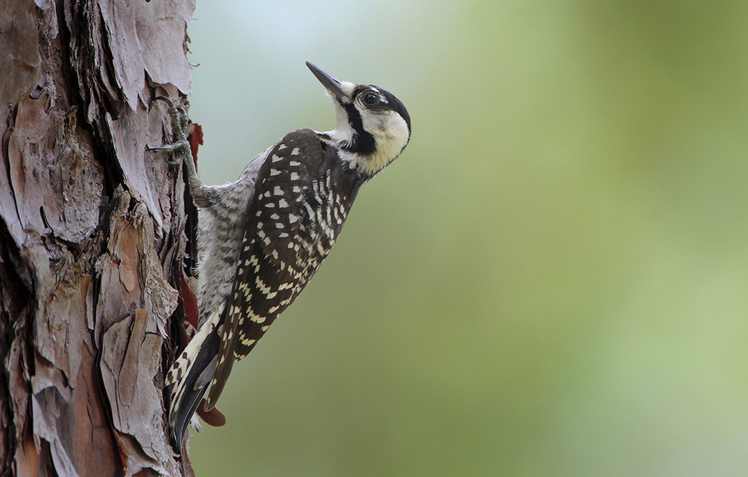 A Red-cockaded Woodpecker scales a tree branch.