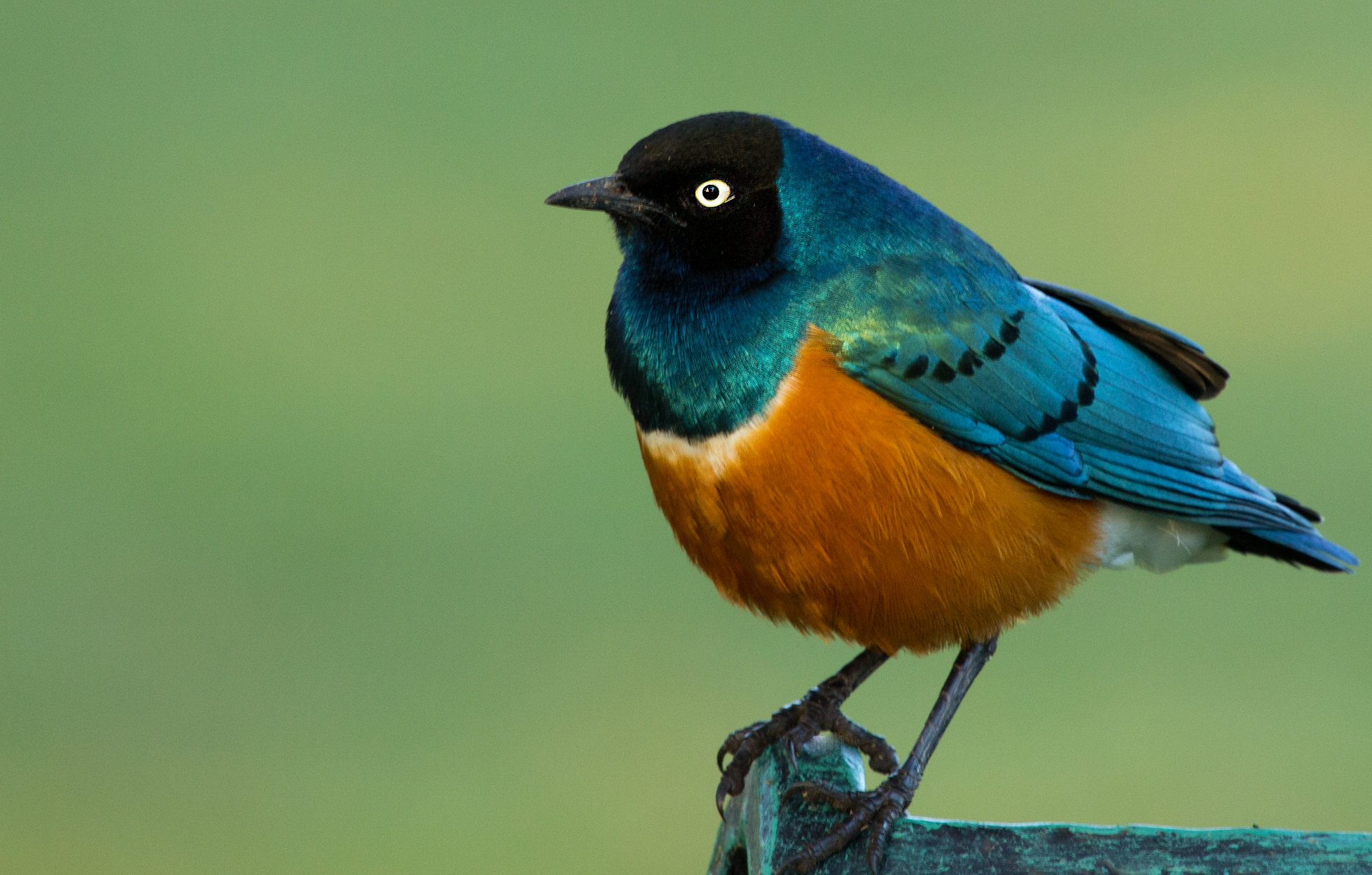 A Superb Starling up close, looking to the left