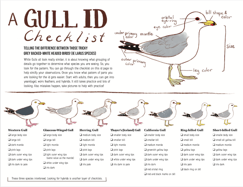 Gull ID Checklist by Casey Girard