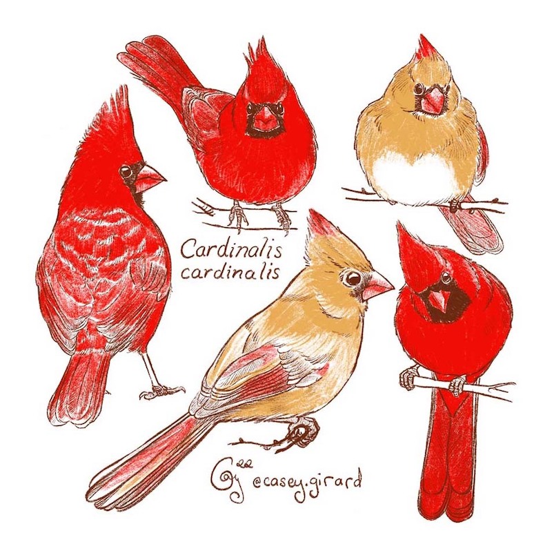 Illustrations of cardinals by Casey Girard