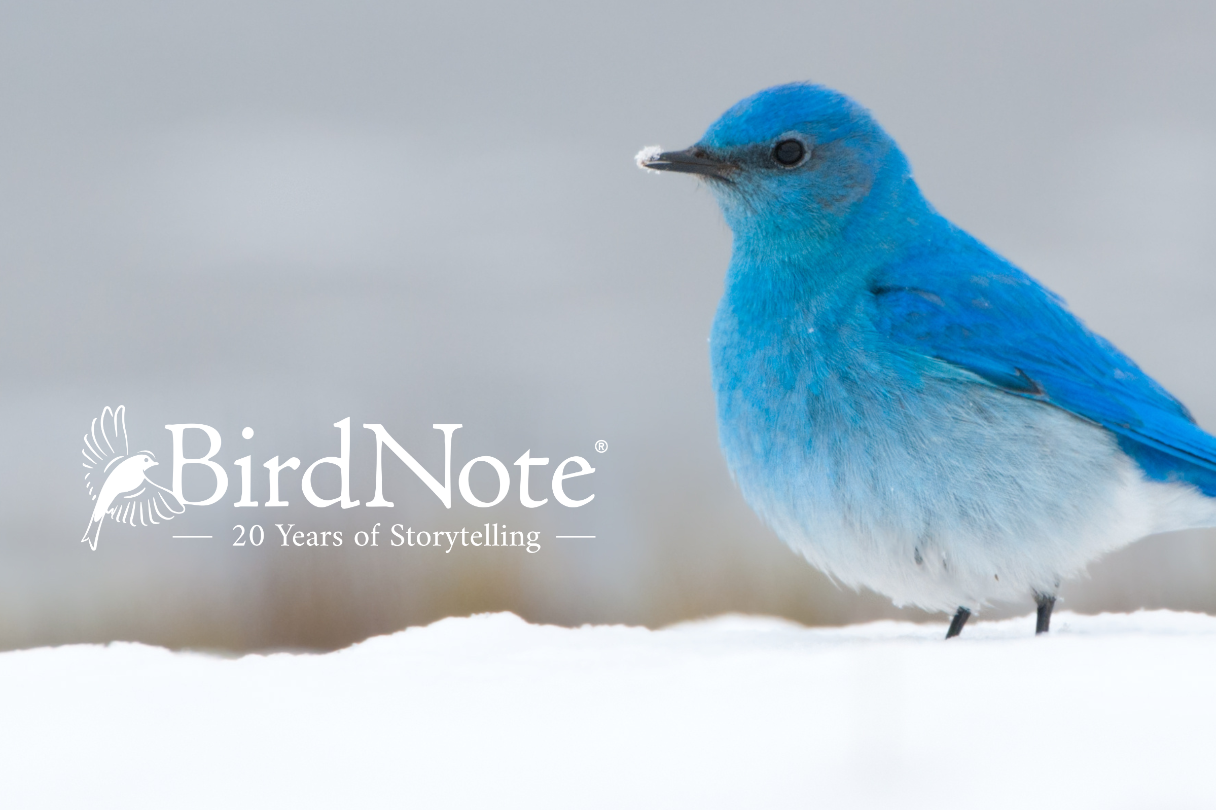 Mountain Bluebird