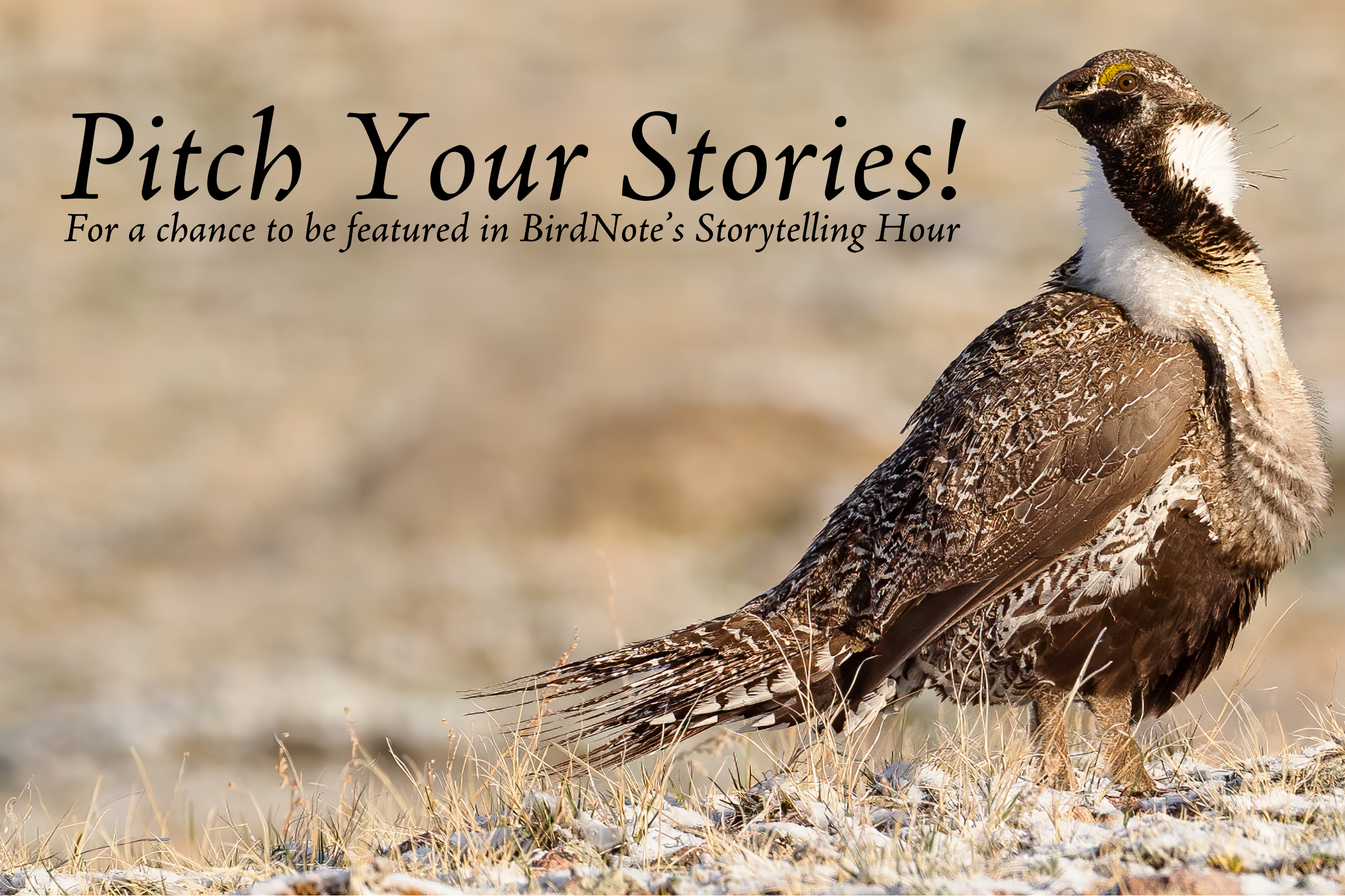 Greater Sage Grouse