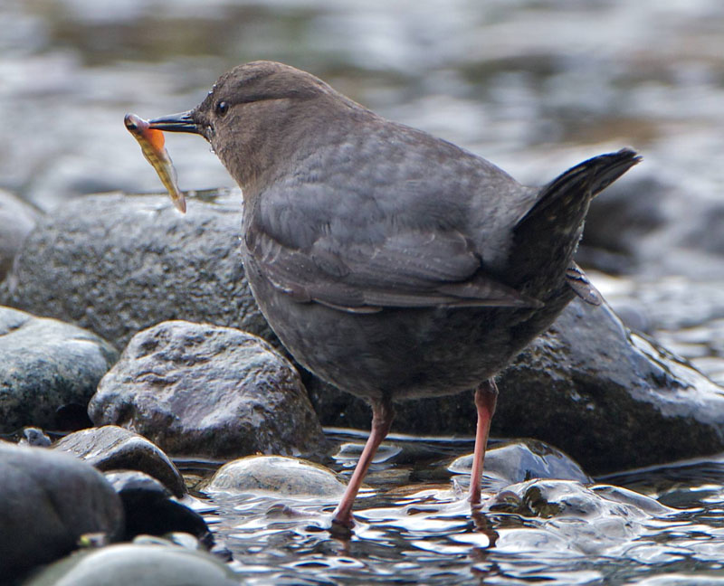 American Dipper with a fry BirdNote