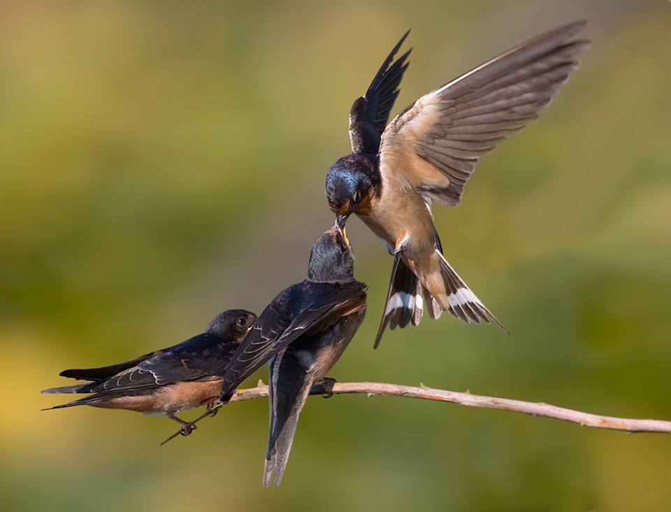 Where Swallows Go in Winter BirdNote