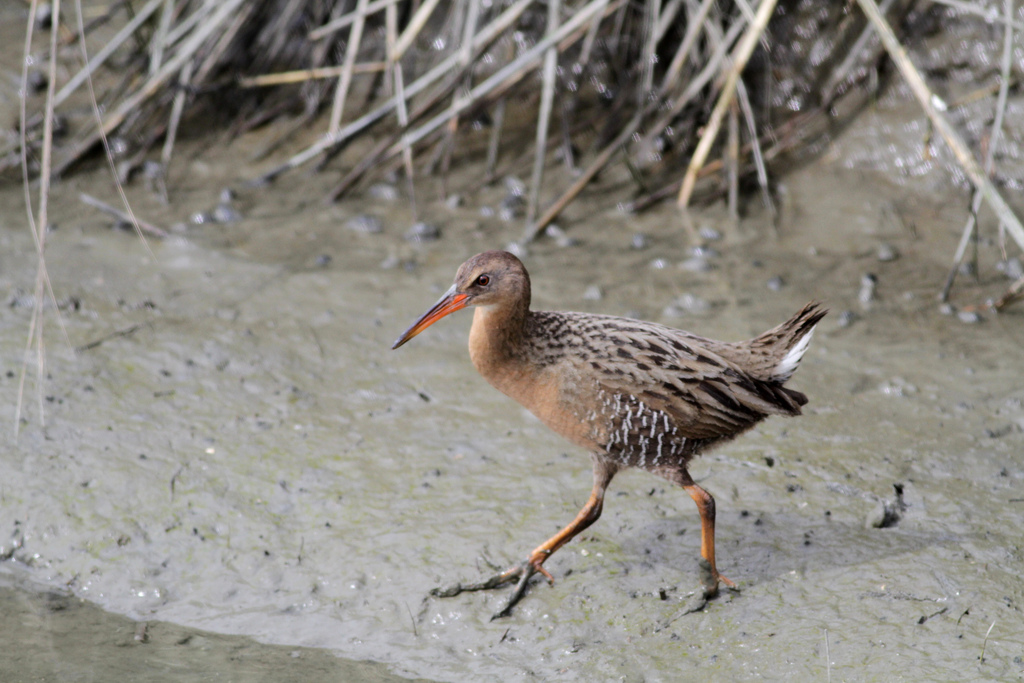 clapper rail: definition, pronunciation, and example sentences in Oxford  Dictionaries. from clapper, denoting a device for making a loud clattering sound , with.