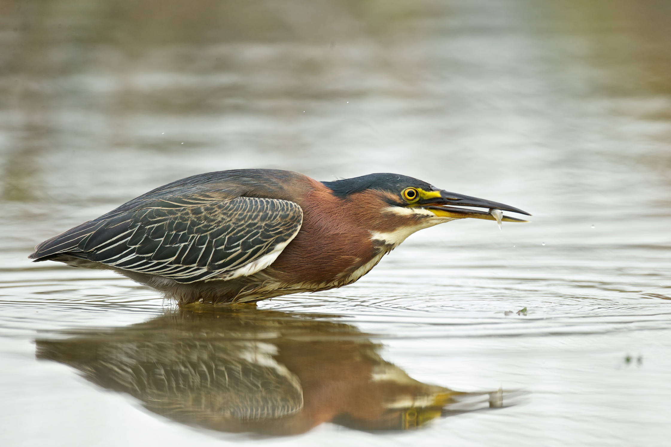 Green Heron BirdNote