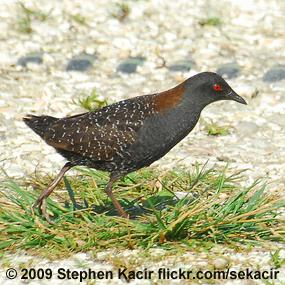 Black Rail