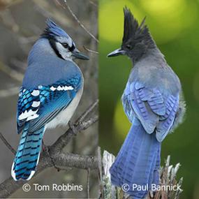 blue-jay-stellers-jay-robbins-bannick-285.jpg