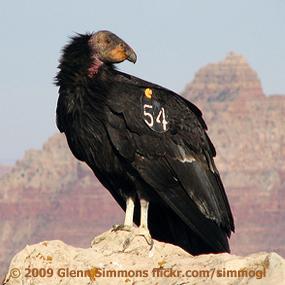  - california-condor-glenn-simmons-285