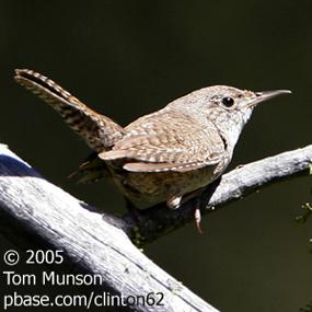  - house-wren-tom-munson-285