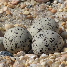 effects comins patrick superstorm habitat birds birdnote piping plover eggs sandy