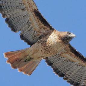 Baby  Tailed Hawk on Red Tailed Hawk