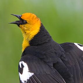  - yellow-headed-blackbird-tom-munson-285