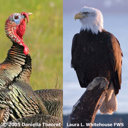 Who wanted the national bird to be the turkey?