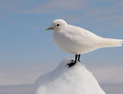 Ivory Gull standing on a small pile of snow, blue sky in the background.