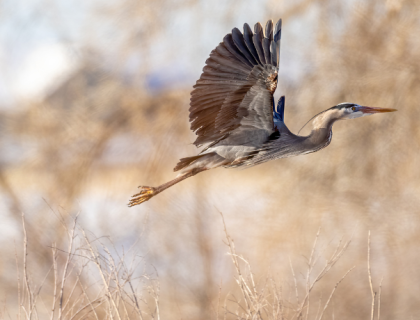 A Great Blue Heron in flight with wings outstretched over grass and shrubs