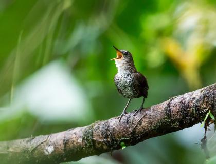 A Scaly-breasted Wren singing while standing on a branch, with diffuse greenery in background