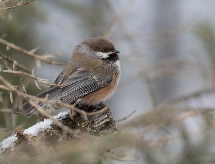 Boreal Chickadee