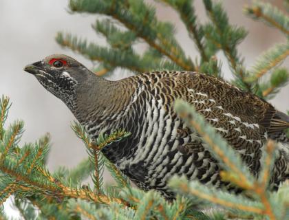 Spruce Grouse