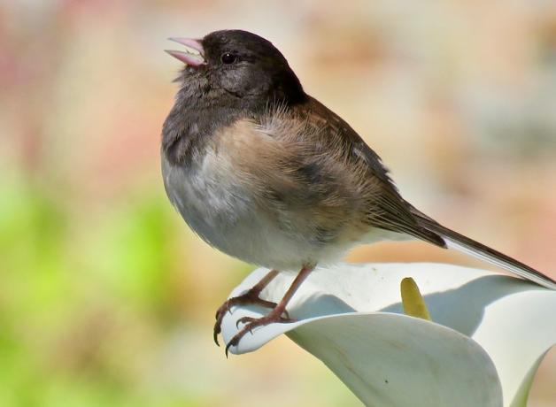 Dark-eyed Junco perched on flower and singing