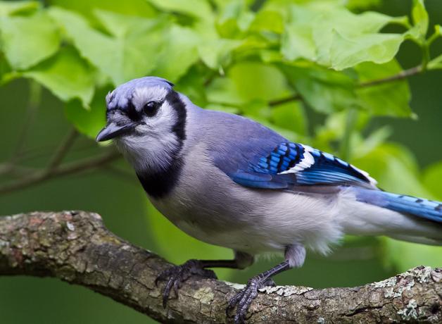 Blue Jay in closeup, showing the light blue/gray body with bright blue on wings and black mask and collar markings