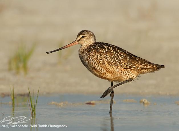A Marbled Godwit seen in profile standing in water, one leg raised beneath its belly.