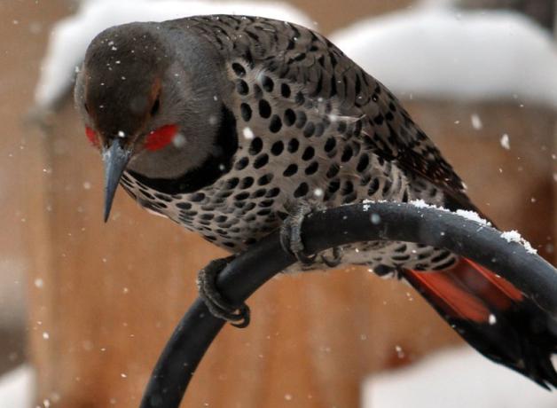 Northern Flicker perched on metal birdfeeder structure in a snowy yard