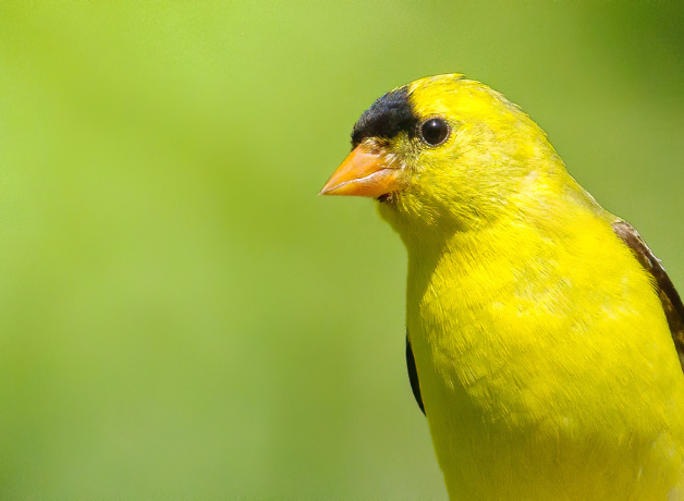 A male American Goldfinch in profile against a green background.