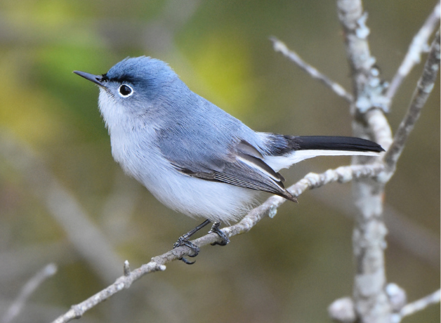 A male Blue-gray Gnatcatcher perched on a thin gray branch against a green background. 