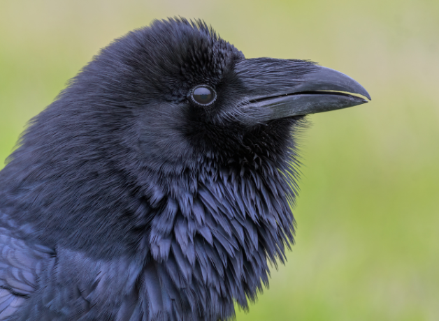 A close-up view of a Common Raven