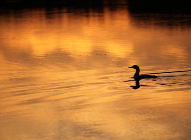 A loon seen in profile on the surface of a calm lake at sunset.