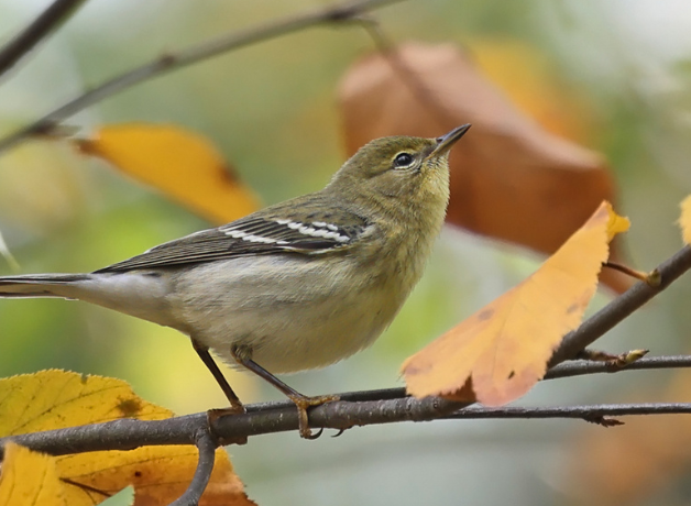 A Blackpoll Warbler in non-breeding plumage, sitting on a branch with fall foliage. 