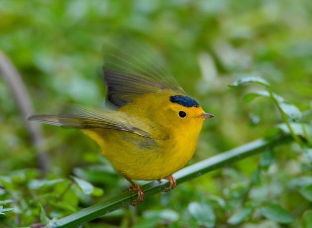 Wilson's Warbler