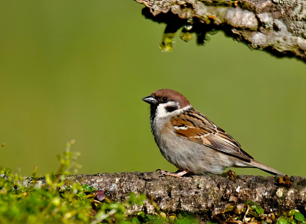 Eurasian tree sparrow stands on tree branch