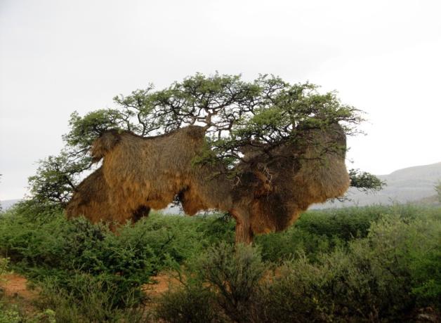 Sociable-Weaver nest