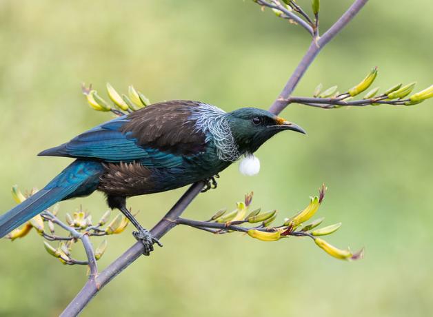 A Tui enjoying flax flowers