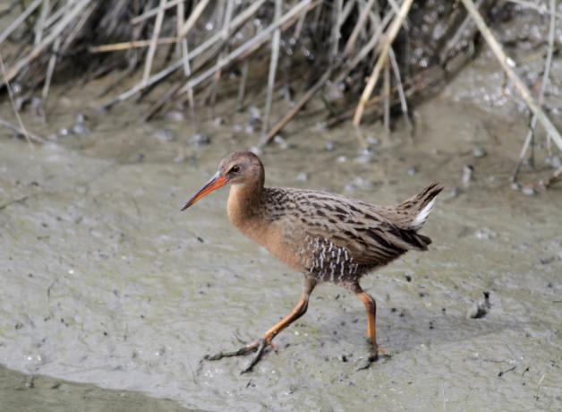 Ridgeway's Rail walks delicately across mud at water's edge, showing its long legs and toes, and a sharp long beak.