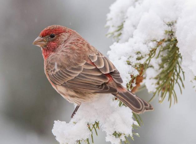 Male House Finch perched on a snowy branch, his light brown and red plumage vivid against the snow.